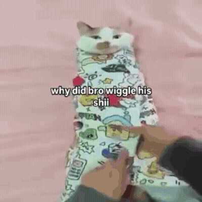 Cat Wrapped In Blanket Being Held GIF