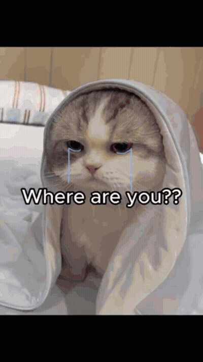 Cat Wrapped In Blanket Crying Where Are You GIF