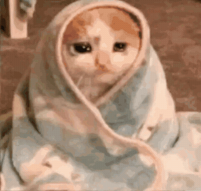Cat Wrapped In Blanket Looking At Camera GIF