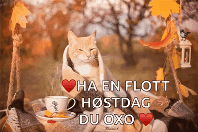 Cat Wrapped In Blanket Next To Coffee And Leaves GIF