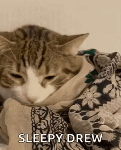 Cat Wrapped In Blanket Sleepy Drew GIF