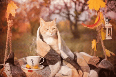 Cat Wrapped In Blanket With Coffee GIF