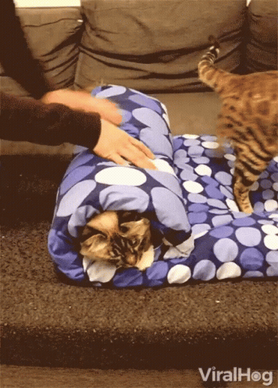 Cat Wrapped In Blue And White Blanket Saying Viralhog GIF