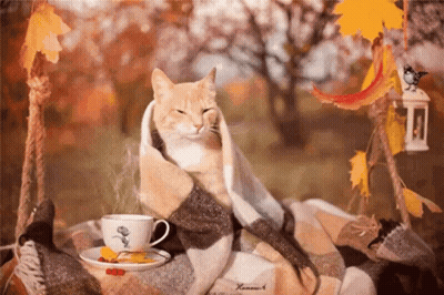 Cat Wrapped In Plaid Blanket Next To Coffee Cup GIF