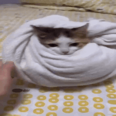 Cat Wrapped In White Towel On Bed GIF
