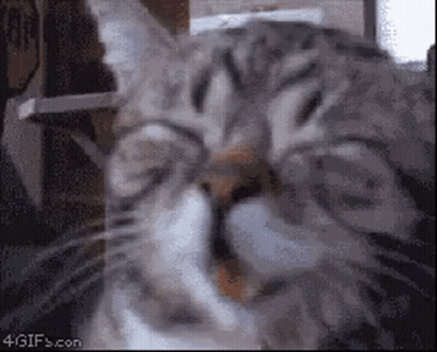 Cat Yawning Close Up GIF