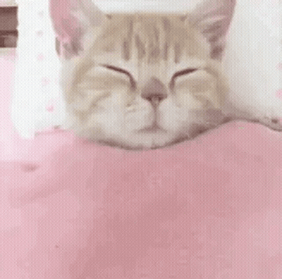 Cat Yawning In Bed With Pink Blanket And Pillow GIF