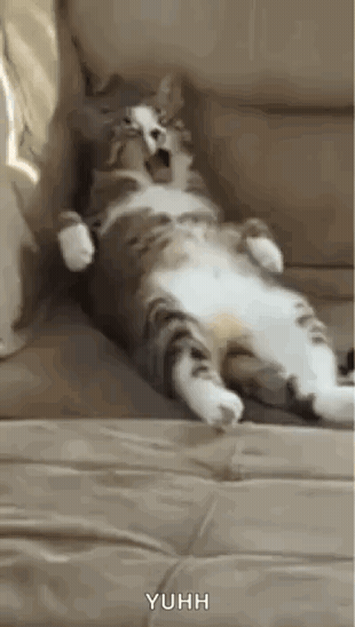 Cat Yawning On Couch GIF