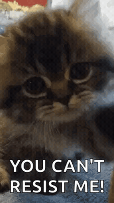Cat You Can't Resist Me GIF