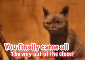 Cat You Finally Came All The Way Out Of The Closet GIF