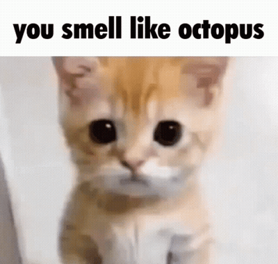 Cat You Smell Like Octopus GIF