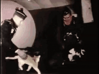 Cat Zero Gravity GIF