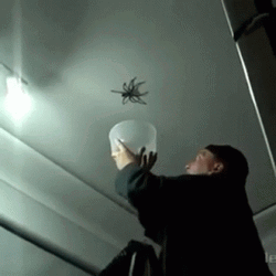 Catching Big Spider Jumpscare GIF | GIFDB.com
