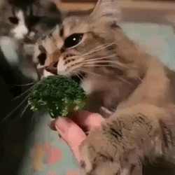 Cate Eat Bites Broccoli GIF