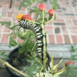 Caterpillar Eating Flower