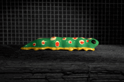 Caterpillar Toy Moving