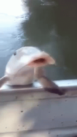 Catfish Feeling Hungry GIF