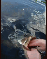 Catfish Opened Mouth GIF