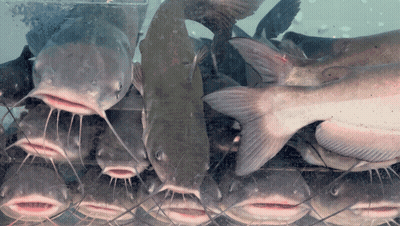 Catfish Swimming In Tank GIF