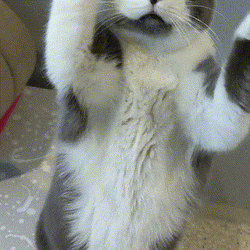 Catjam Cute Cat Dance Yawning  GIF