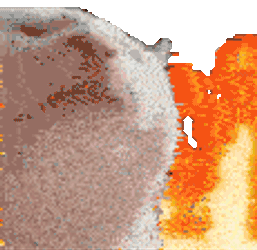 Catjam Fire Catjam Sticker GIF