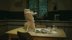 Catjam Furry Cat Hip Thrust Dance GIF