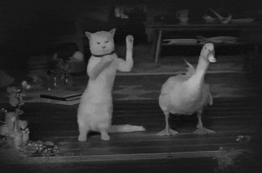 Catjam Vintage Cat Dancing With Duck GIF