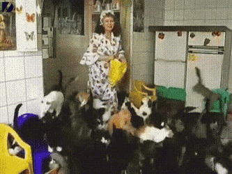 Catlady Crazy Cat Lady GIF