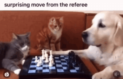 Cats And Dog Playing Chess Surprised Move GIF