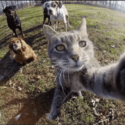 Cats And Dog Selfie GIF