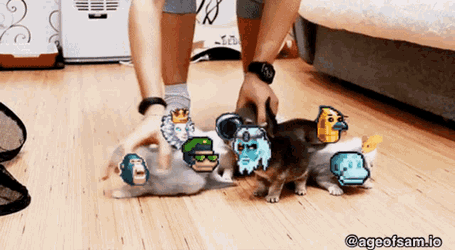 Cats Aos GIF