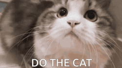 Cats Can Be Your Comforting Pet Can I Get An Amen GIF