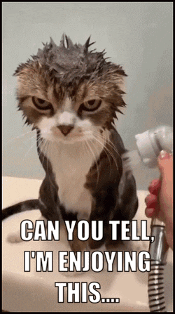 Cats Comedic GIF