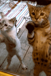 Cats Cute Paws Play GIF