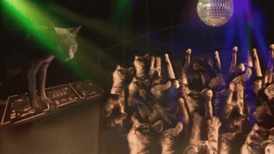 Cats Dancing At Disco Party GIF
