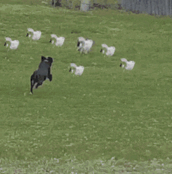 Cats Dog GIF