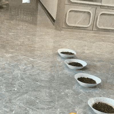 Cats Eating From Bowls On Counter GIF