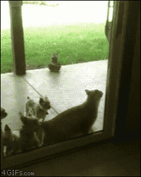 Cats Family Funny Home GIF