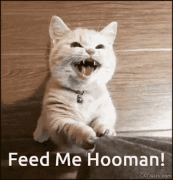 Cats Feed Me Hooman GIF