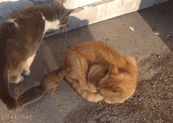 Cats Fight Funny Squirrel GIF