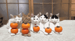 Cats Gang With Pumpkin GIF