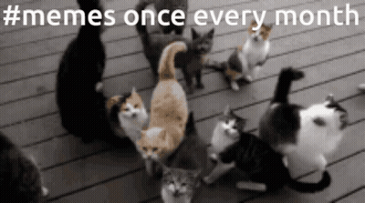 Cats Gathered On Deck Saying #Memes Once Every Month GIF