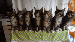 Cats House Racing GIF