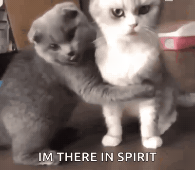Cats Hugging Im There In Spirit GIF