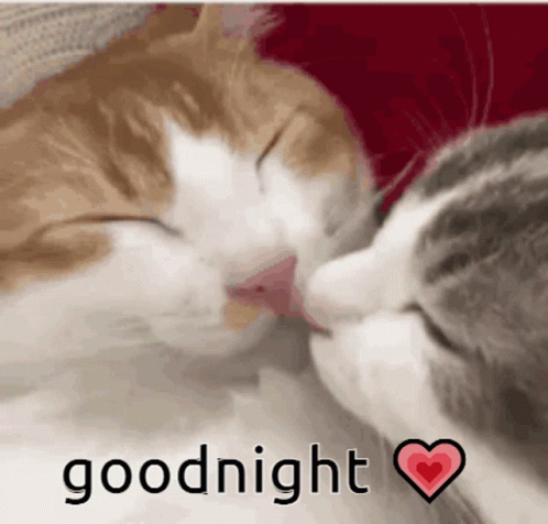 Cats Kissing Goodnight GIF