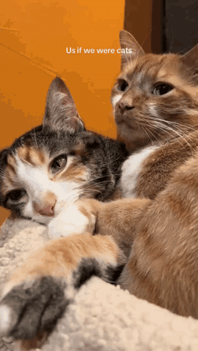 Cats Laying Next To Each Other GIF