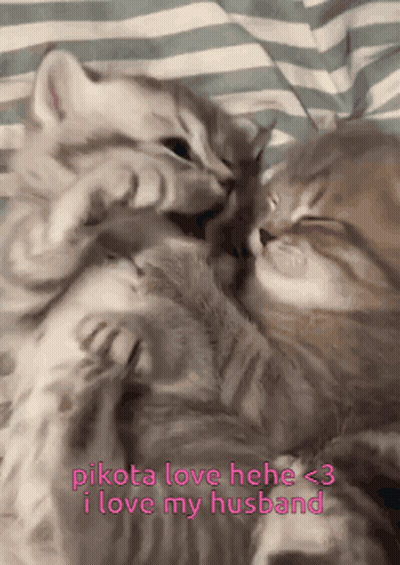 Cats Laying On Bed With Pikota Love Hele GIF