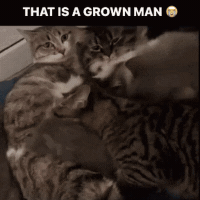 Cats Laying On Each Other Saying That Is A Grown Man GIF