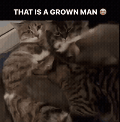 Cats Laying On Top Of Each Other Saying That Is A Grown Man GIF