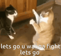 Cats Let Them Go And Fight GIF